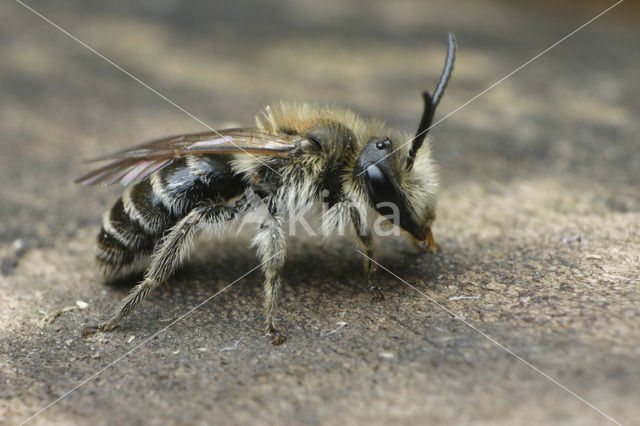 Bremzandbij (Andrena ovatula)