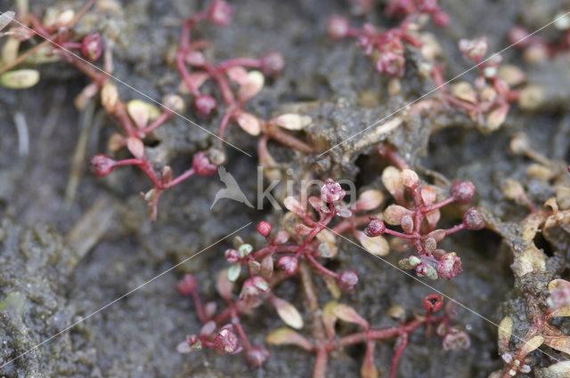 Blinks (Montia fontana)