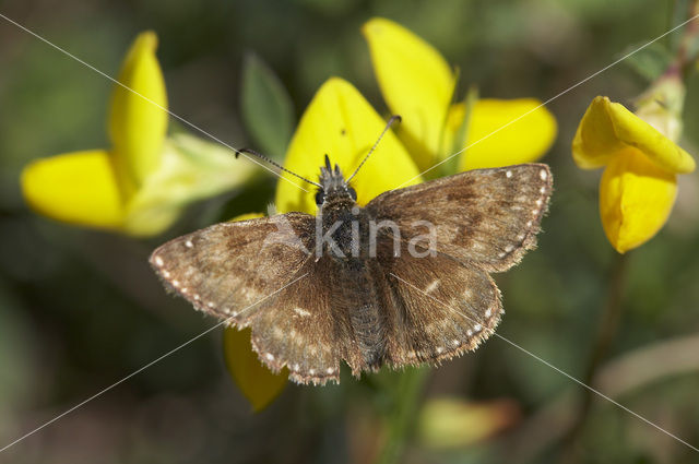 Dingy Skipper (Erynnis tages)