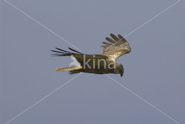 Marsh Harrier (Circus aeruginosus)