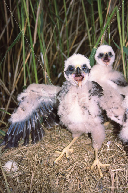 Bruine Kiekendief (Circus aeruginosus)