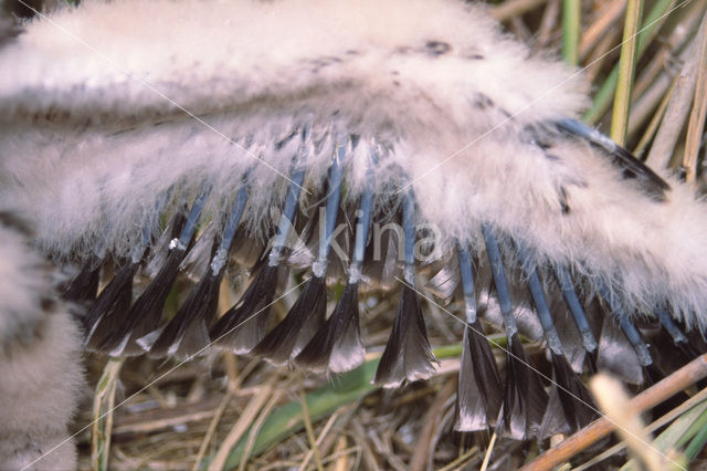 Bruine Kiekendief (Circus aeruginosus)