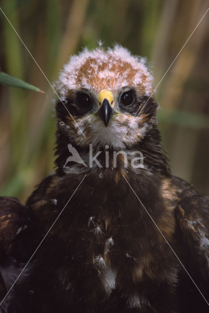 Bruine Kiekendief (Circus aeruginosus)