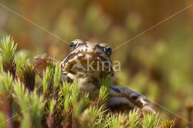 Common Frog (Rana temporaria)