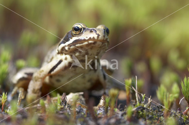 Common Frog (Rana temporaria)