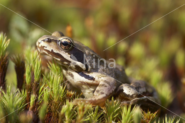 Common Frog (Rana temporaria)