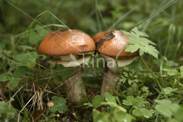 Slippery jack (Suillus luteus)