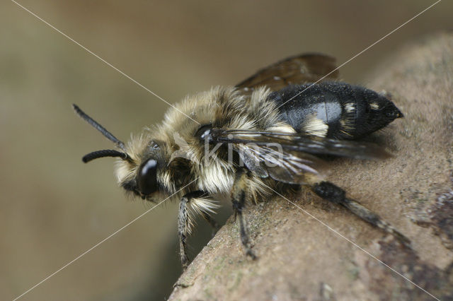 Bruine rouwbij (Melecta albifrons)