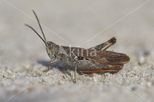 Field Grasshopper (Chorthippus brunneus)