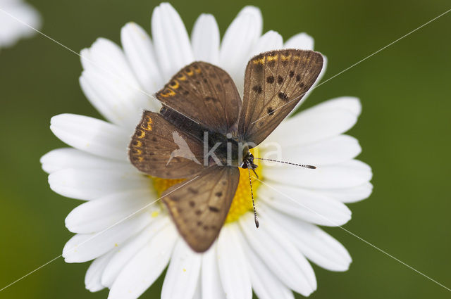 Sooty Copper (Lycaena tityrus)
