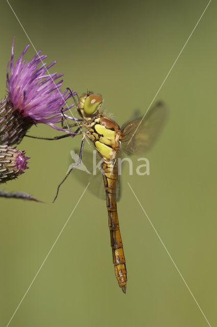 Common Darter (Sympetrum striolatum)