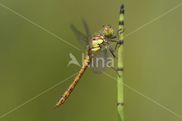 Bruinrode heidelibel (Sympetrum striolatum)