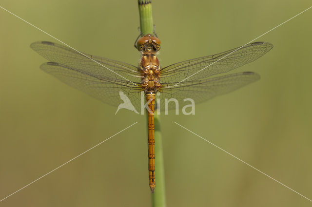 Common Darter (Sympetrum striolatum)