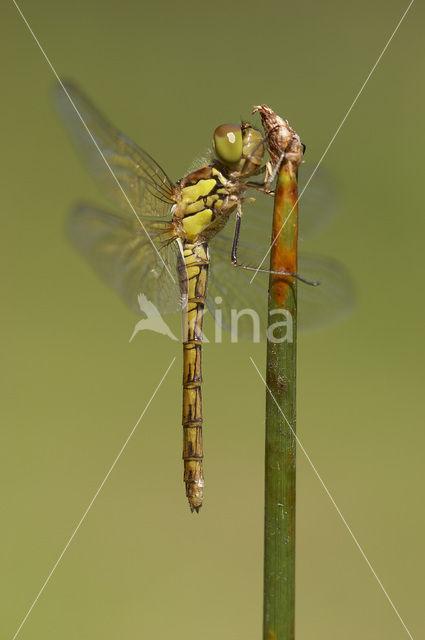 Common Darter (Sympetrum striolatum)