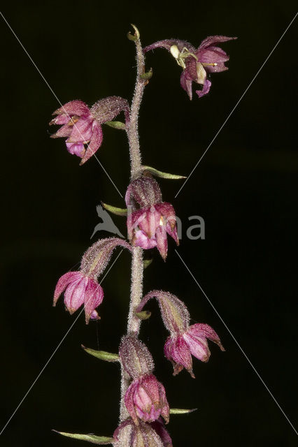Dark-red Helleborine (Epipactis atrorubens)