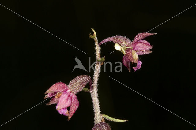 Dark-red Helleborine (Epipactis atrorubens)