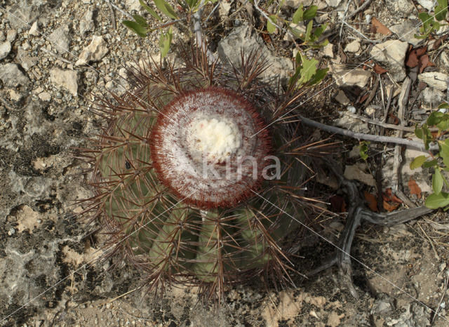 Cactus (Opuntia spec.)