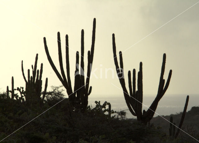 Cactus (Opuntia spec.)