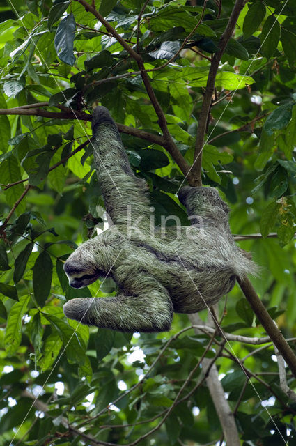 brown-throated three-toed sloth (Bradypus variegatus)