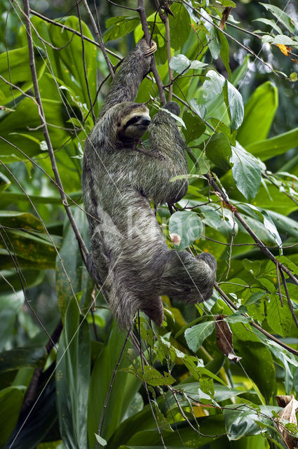 brown-throated three-toed sloth (Bradypus variegatus)