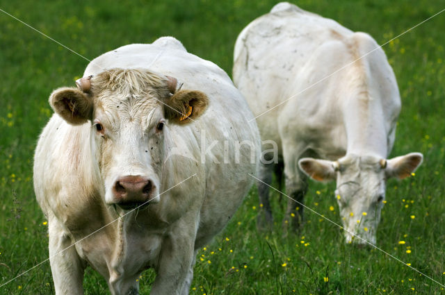 Charolais Cow (Bos domesticus)