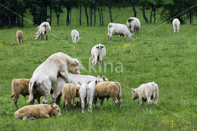 Charolais Koe (Bos domesticus)