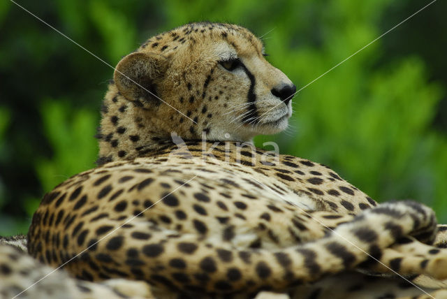 Cheetah