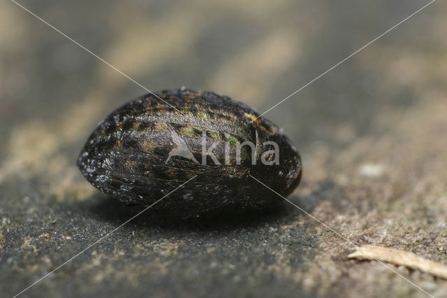Cytilus sericeus