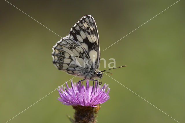 Marbled White (Melanargia galathea)