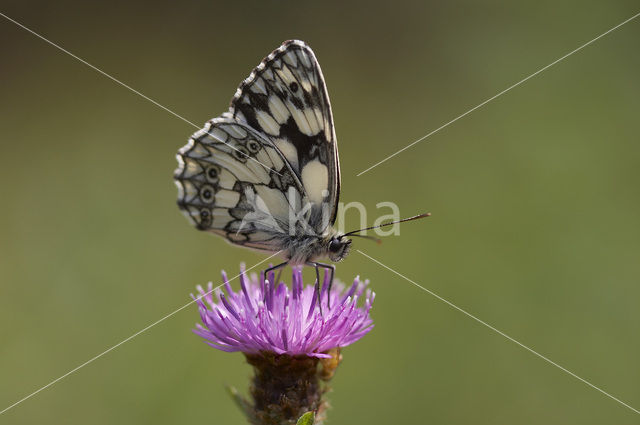 Dambordje (Melanargia galathea)