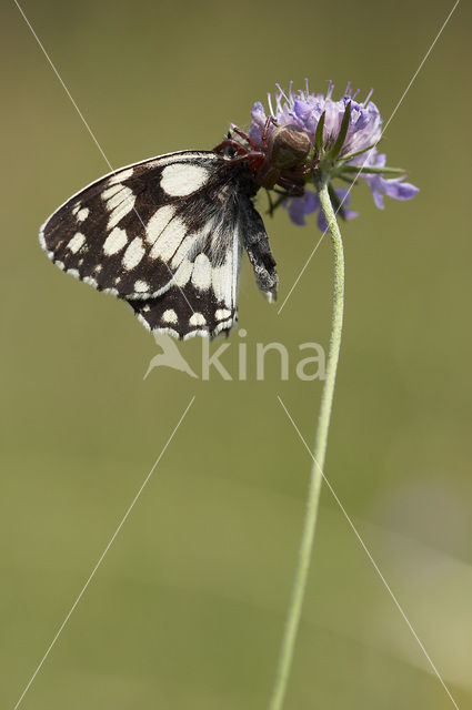 Marbled White (Melanargia galathea)