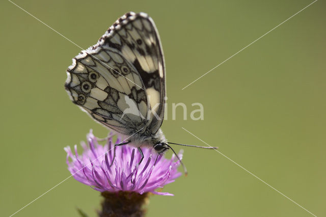 Dambordje (Melanargia galathea)