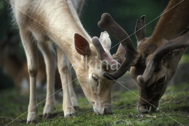 Fallow Deer (Dama dama)
