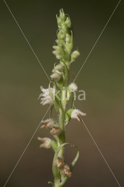 Dennenorchis (Goodyera repens)