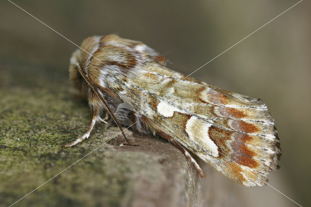 Pine Beauty (Panolis flammea)