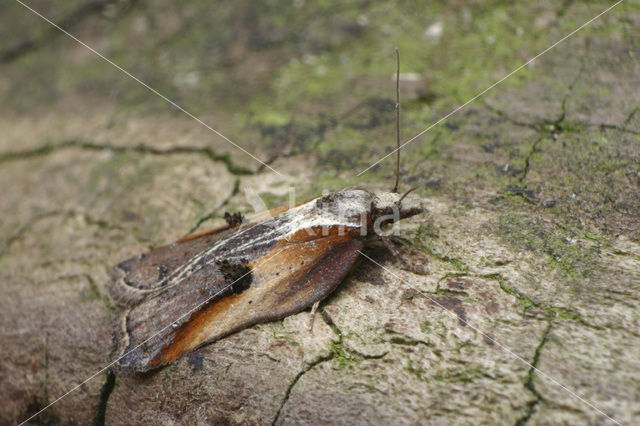 Acleris cristana