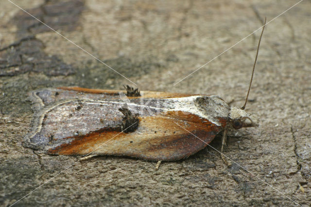 Diamantborsteltje (Acleris cristana)