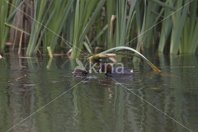 Dodaars (Tachybaptus ruficollis)