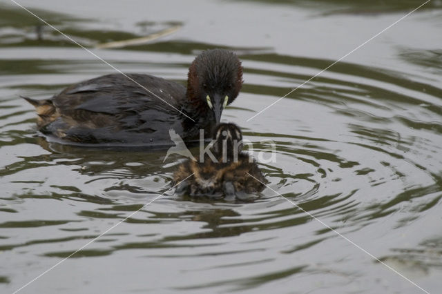 Little Grebe (Tachybaptus ruficollis)