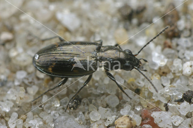 Bembidion obliquum