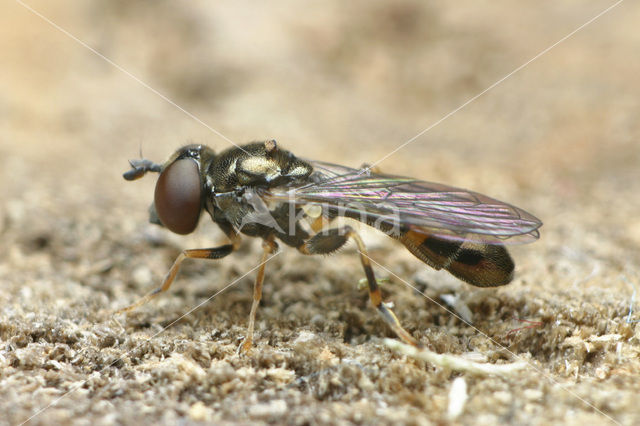 Neoascia meticulosa