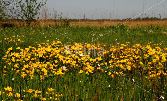 Marsh Marigold (Caltha palustris)