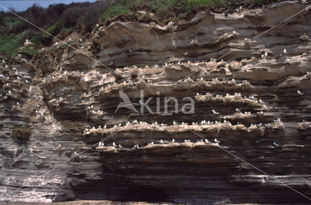 Black-legged Kittiwake (Rissa tridactyla)