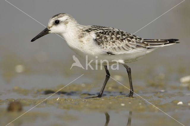 Drieteenstrandloper (Calidris alba)