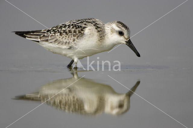 Drieteenstrandloper (Calidris alba)