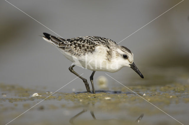 Sanderling (Calidris alba)