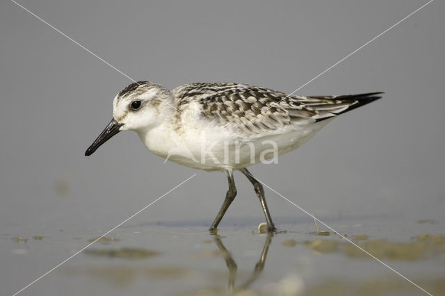 Drieteenstrandloper (Calidris alba)