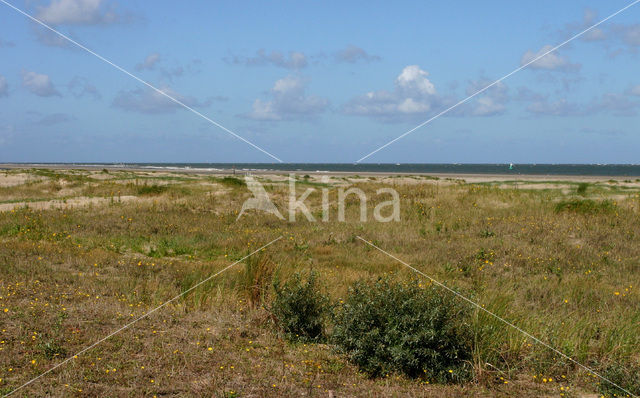 Duinen van Goeree