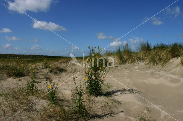 Duinen van Goeree