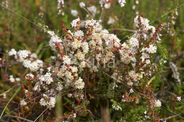 Common Dodder (Cuscuta epithymum)